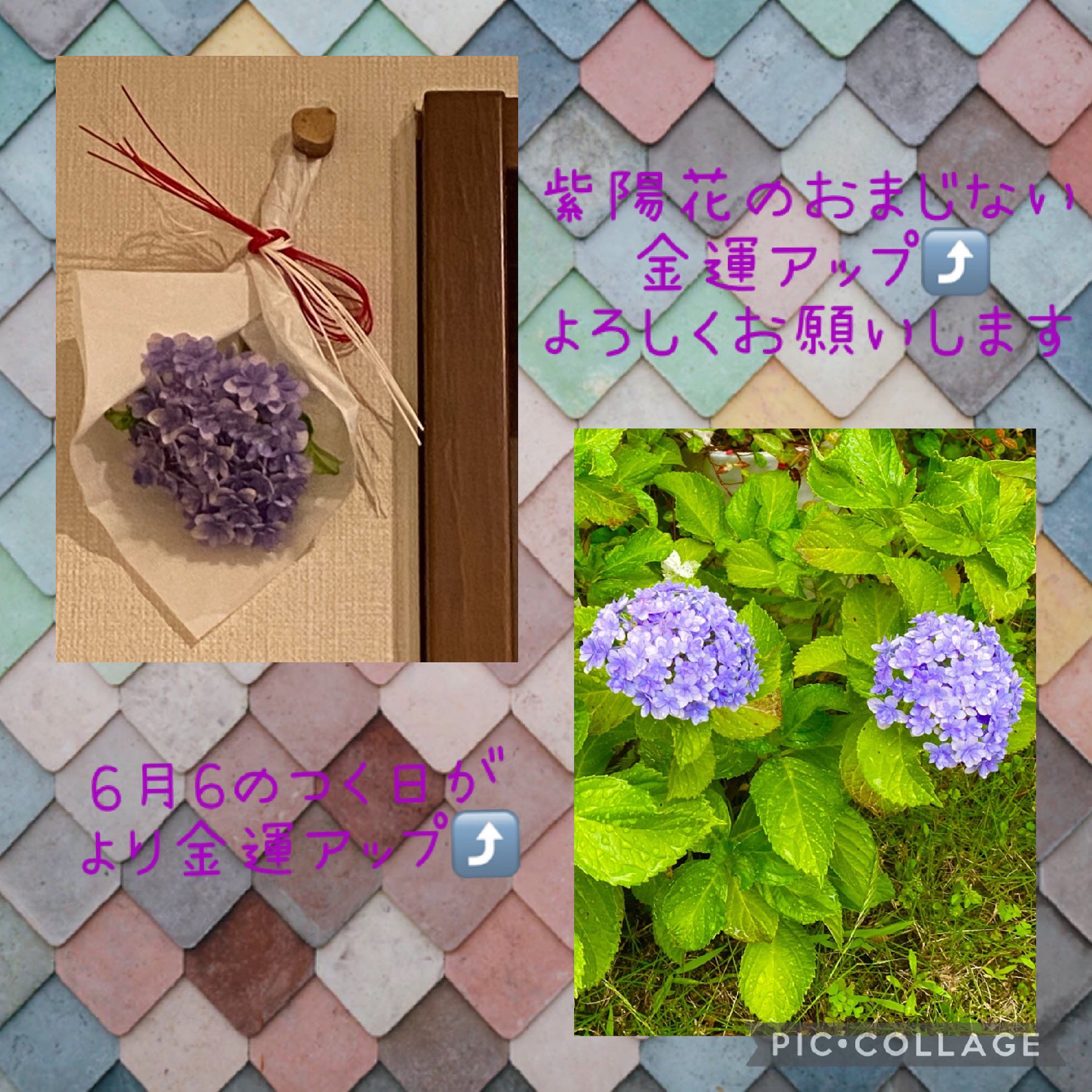 紫陽花のおまじない Twitter Search Twitter