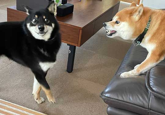 itm_nlabzoo's tweet photo. お顔が！

「犬ってこんな顔できるの？」「アニメみたいｗ」　先輩犬に怒られた柴犬さんの表情とポーズにじわじわくる https://t.co/WkmPTLttzN https://t.co/53IISIKWdN