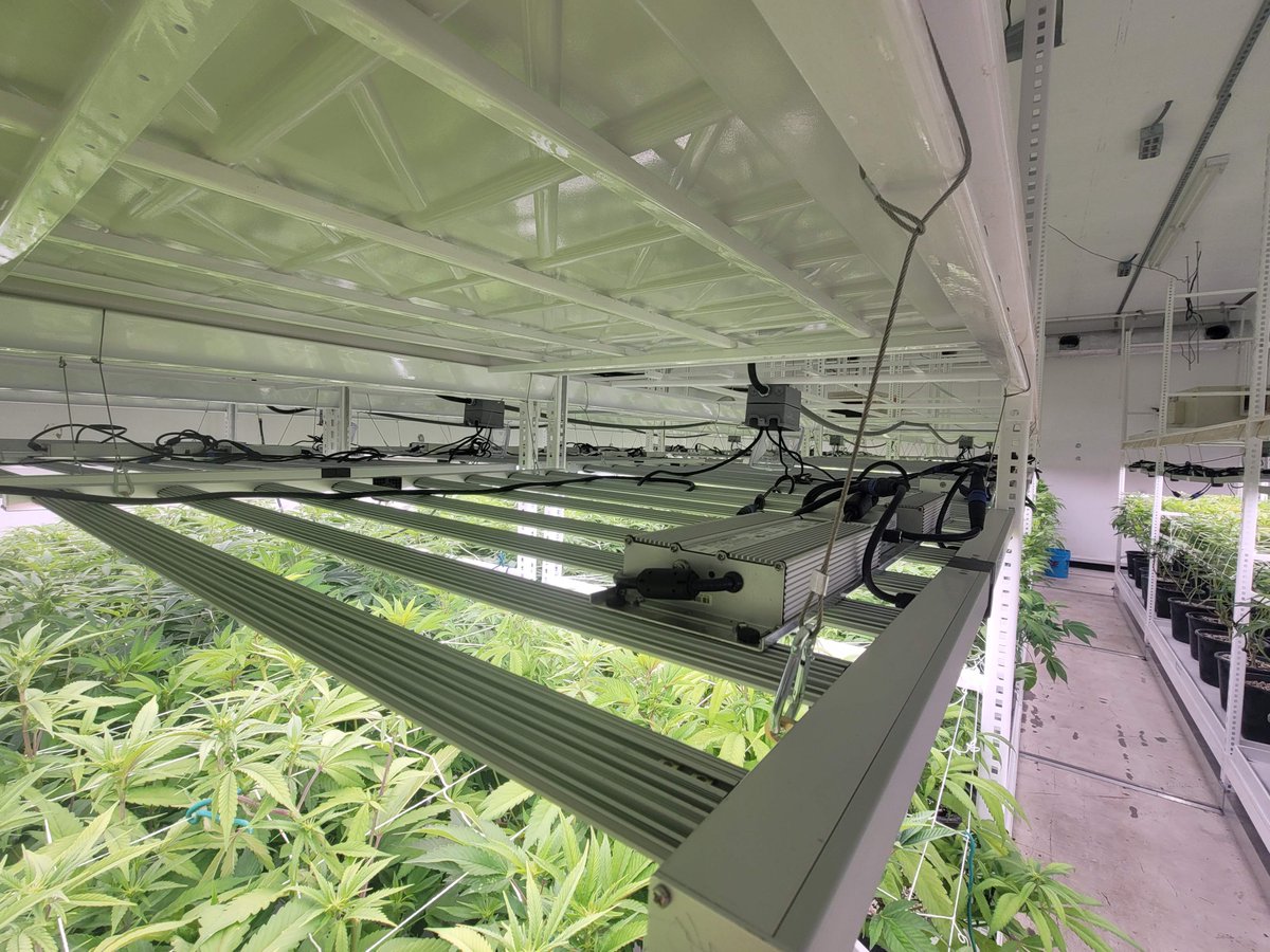AngelMo39141149's tweet photo. Big commercail planting indoor,the best choice for you
1.high power:1000 watts
2.Brand chip:Samsung lm301h+osram
3. Brand driver:Meanwell or Inventronics driver offer.
4.High efficacy:2.8-3.0umol/j.
5.Make your planting income more.
#CannabisMedicinal  #growlight https://t.co/mjybA8xzpC
