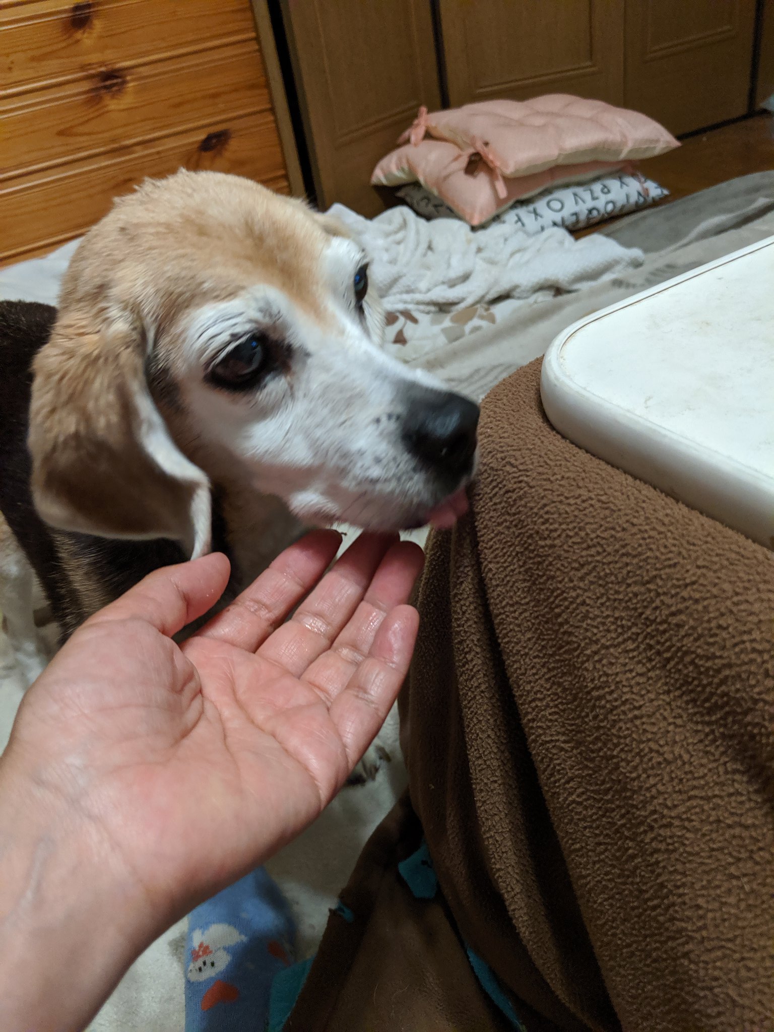 さないー 食欲ないの心配でケンタッキーチキン の中身少しあげたらガツガツ食べる 犬用生ハム これも贅沢 喜ばなくなった 散歩は行きたがらないけど美味しいのは食べるから良しとするかな 散歩は暑いから嫌だよね さないー 食欲ないの心配でケンタッキーチキン の中身少しあげたらガツガツ食べる 犬用生ハム これも贅沢 喜ばなくなった 散歩は行きたがらないけど美味しいのは食べるから良しとするかな 散歩は暑いから嫌だよね