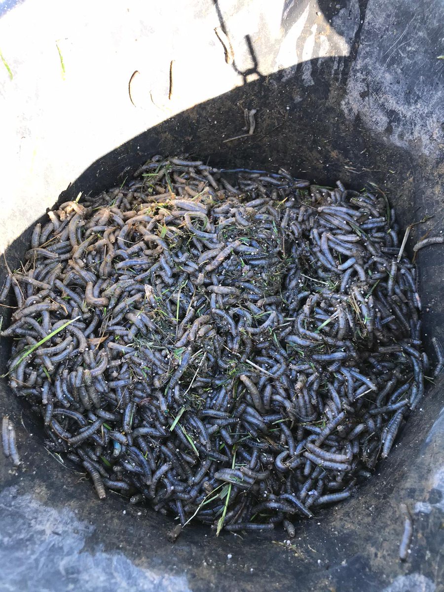 millhillgolf's tweet photo. Covered 6th Green to entice the grubs out last night. Think it was a success! https://t.co/gMwnyp06Gj