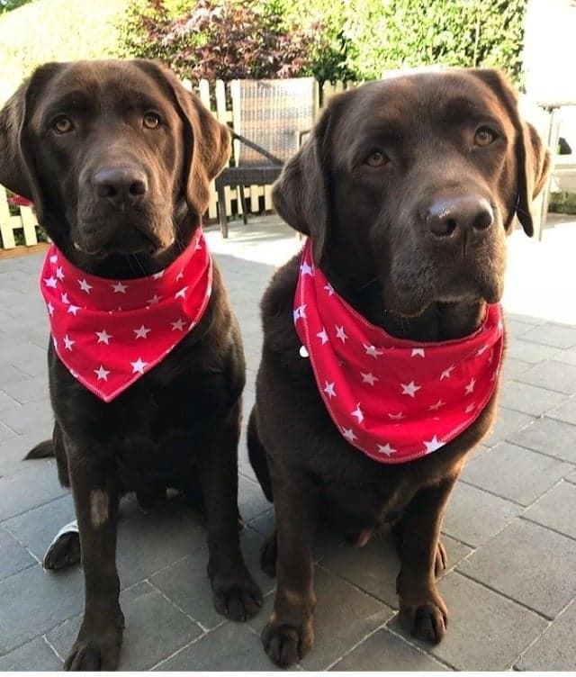 Dotty4Paws tweet media