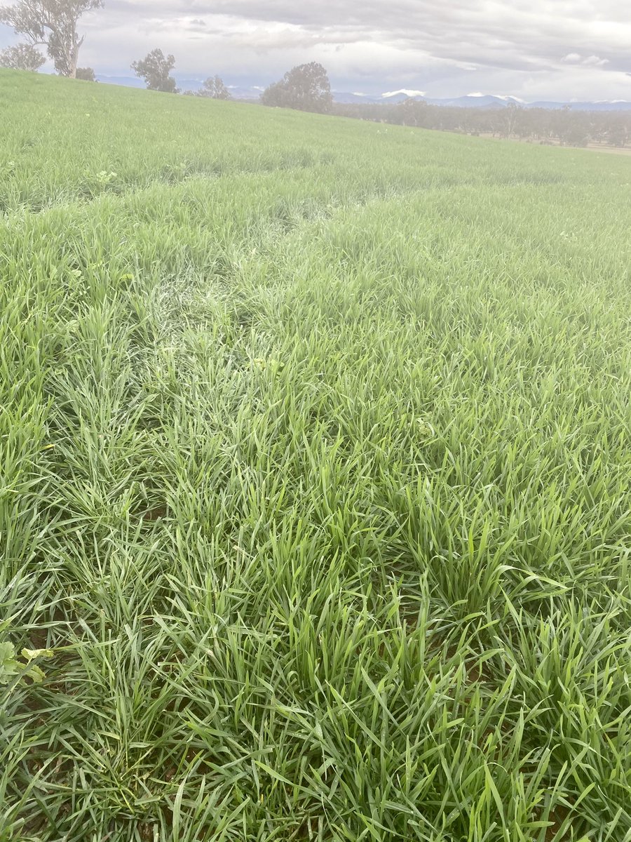 StuartOckerby's tweet photo. Yesterday, 80kg Bennett Wheat &amp; 1kg Tillage Radish sown at Gerogery NSW on March 18 with 80kg of Flutriafol MAP &amp; 50kg of Urea. Grazed by sheep &amp; cattle from May 5 to 17, will get another graze next week. https://t.co/6JWUfQ2XY2