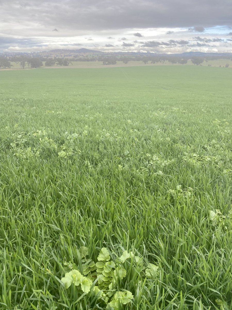 StuartOckerby's tweet photo. Yesterday, 80kg Bennett Wheat &amp; 1kg Tillage Radish sown at Gerogery NSW on March 18 with 80kg of Flutriafol MAP &amp; 50kg of Urea. Grazed by sheep &amp; cattle from May 5 to 17, will get another graze next week. https://t.co/6JWUfQ2XY2