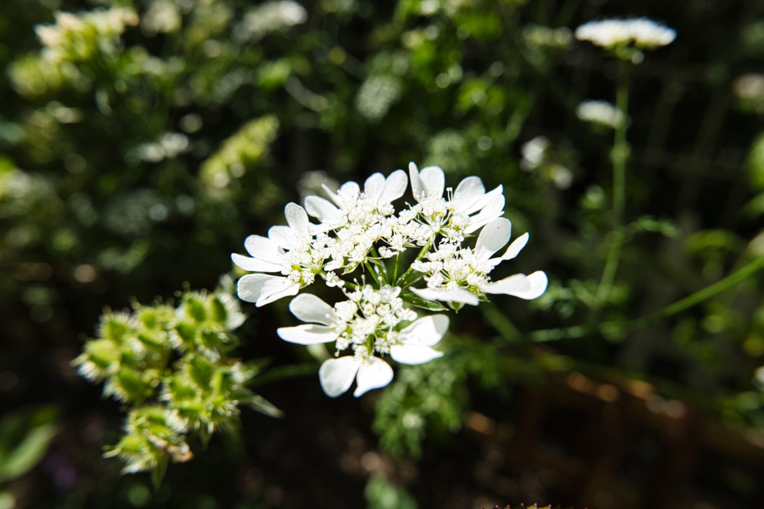 تويتر 小さな庭のある暮らし على تويتر オルレア だいぶ種子になって来ましたが まだ元気に咲く子もいたのでパシャリ オルレア 花 花壇 収穫 小さな庭 家庭菜園 ベランダ菜園 ガーデニング ガーデナー 庭いじり T Co Wvqbwclk0v