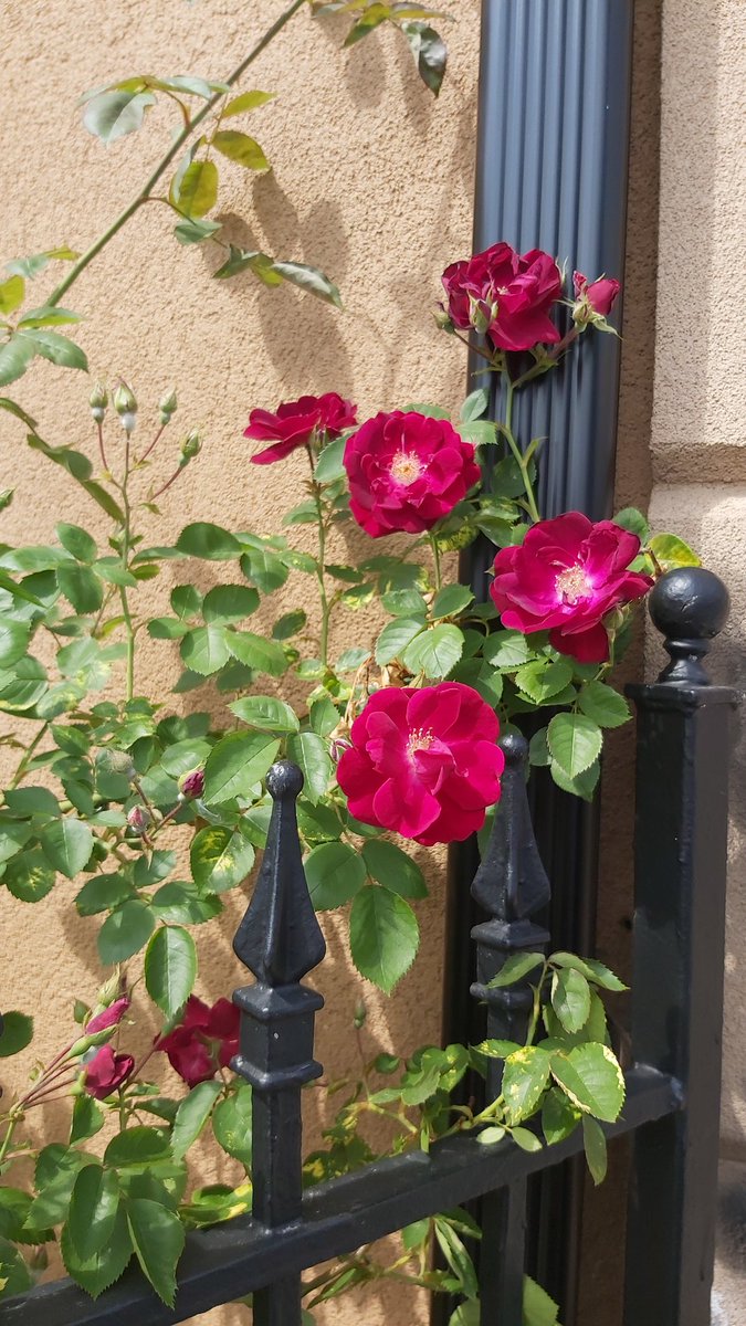 fey_photeine's tweet photo. I love to take pics with my Samsung A70
#flowers #roses #love #nature #flower #art #photography #flowerstagram #garden #pink #beautiful #instagood #followme #followforfollowback #floral #trellace #neighborhood https://t.co/dlOfh8zazF