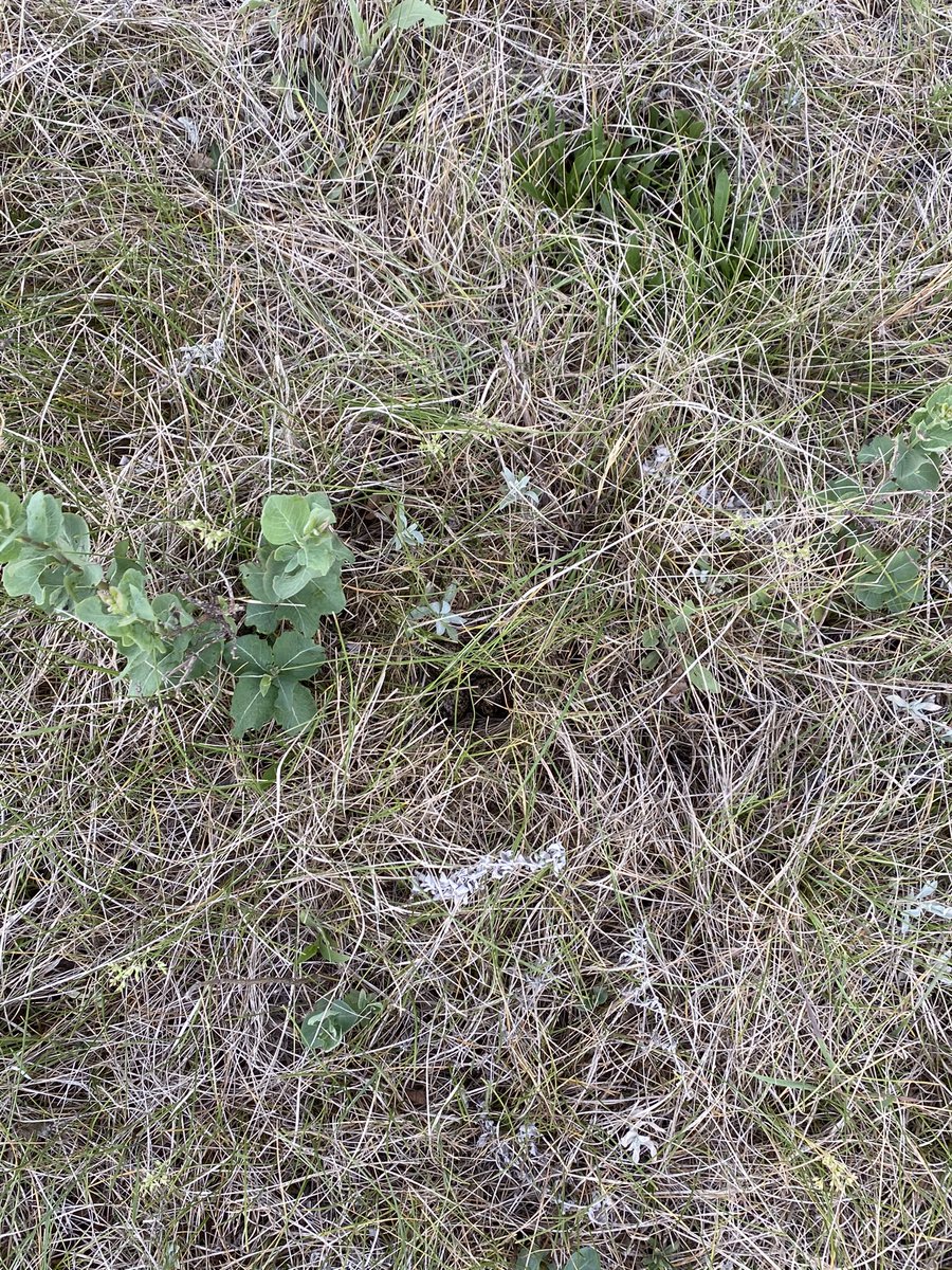 RealDuckTails's tweet image. Can you find the Wilson’s Phalarope #nest in this picture?