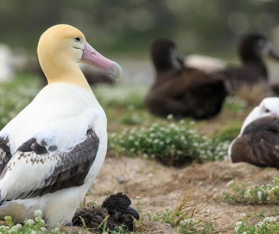 のうくりおじさん V Twitter アホウドリはアルバトロス グンカンドリはフリゲートバード ミサゴはオスプレイ 海鳥の英語名はかっこいいよなあ