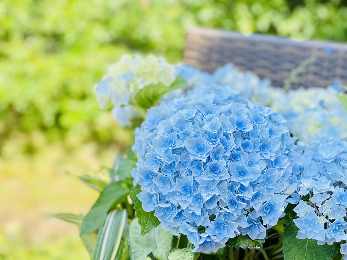 中島みき このブルーのあじさい 1つ1つの花びらがバラみたいでお気に入りです 夏のハイドレンジア写真展 夏の ハイドレンジア 彼女はキレイだった T Co Cvr87f8om4 Twitter