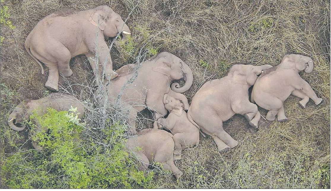 utpal_parashar's tweet photo. A TREK 'UNHERD' OF: A herd of elephants that has captivated China, is seen resting in Jinning of Kunming in Yunnan. Over last 15 months, the herd wandered 500km from their home in Xishuangbanna reserve in Yunnan. Emergency personnel have been tracking their unending trek. REUTERS https://t.co/nLyVW8Pbko