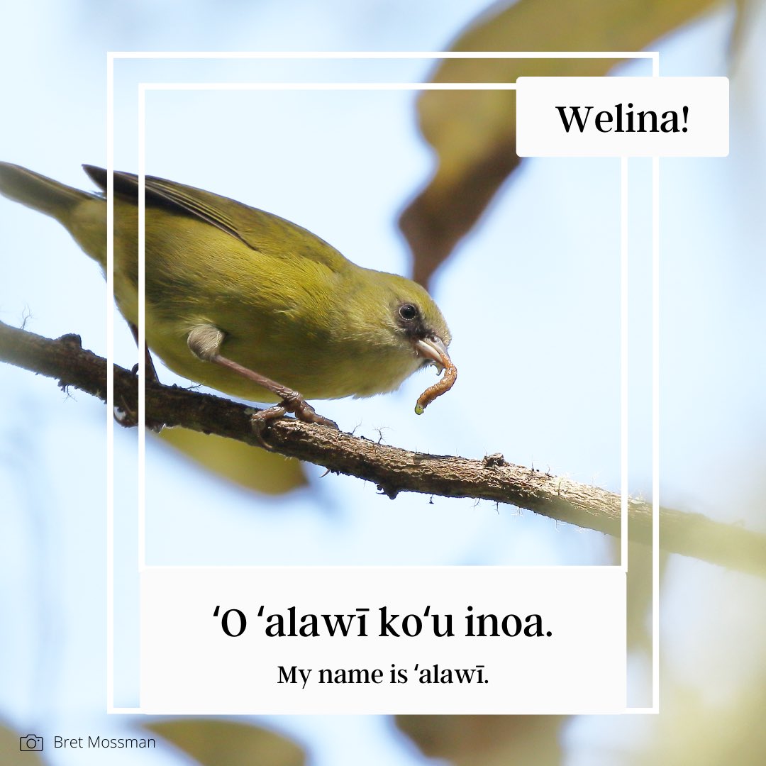 BirdNotMosquito's tweet photo. Introducing the #native #birds that reside high in the mountains of #Hawaiʻi. Mahalo for joining us in deepening our relationship with these birds.
“The swiftness of these birds was like the flashing of the brightness of lightning” (Kaiholo 1908; translated by Noah Gomes). https://t.co/HYMpFRNIPK