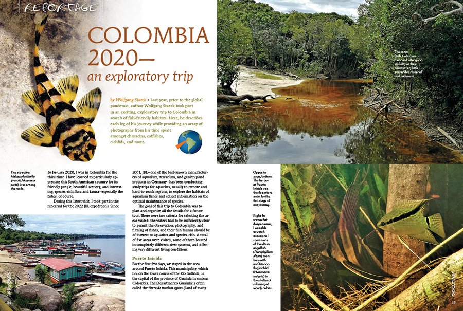 AmazonasMag's tweet photo. #AMAZONASmagazine #InsideLook: Last year, prior to the global pandemic, author Wolfgang Staeck took part in an exploratory trip to #Colombia in search of fish-friendly habitats. He encountered #characins, #catfishes, #cichlids, and more.
#fishcollecting #aquarium #aquariumhobby https://t.co/0EPGUaFoy4