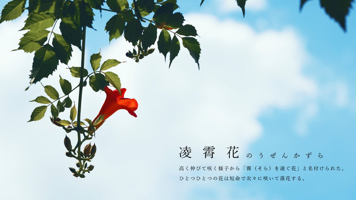 Neo Himeism もうすぐ夏なので夏の花ネタ4選 T Co 21ywywbcbs Twitter Neo Himeism もうすぐ夏なので夏の花ネタ4選 T Co 21ywywbcbs Twitter