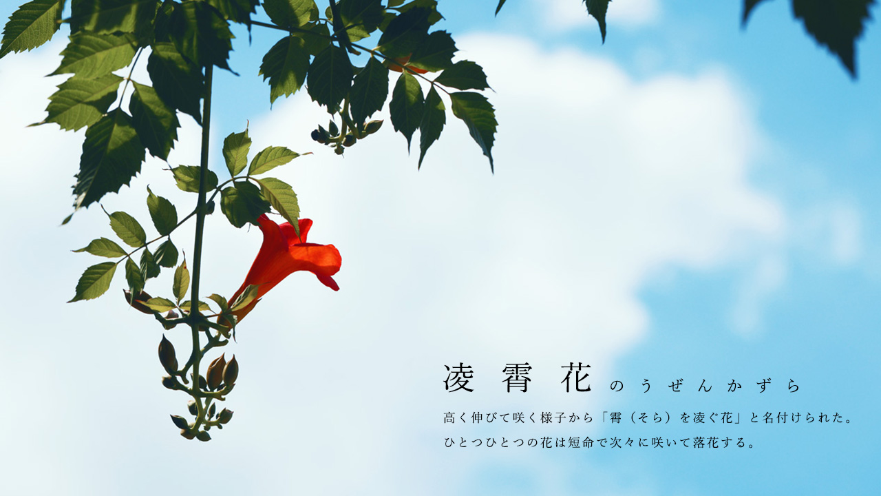 Twitter 上的 Neo Himeism もうすぐ夏なので夏の花ネタ4選 T Co 21ywywbcbs Twitter