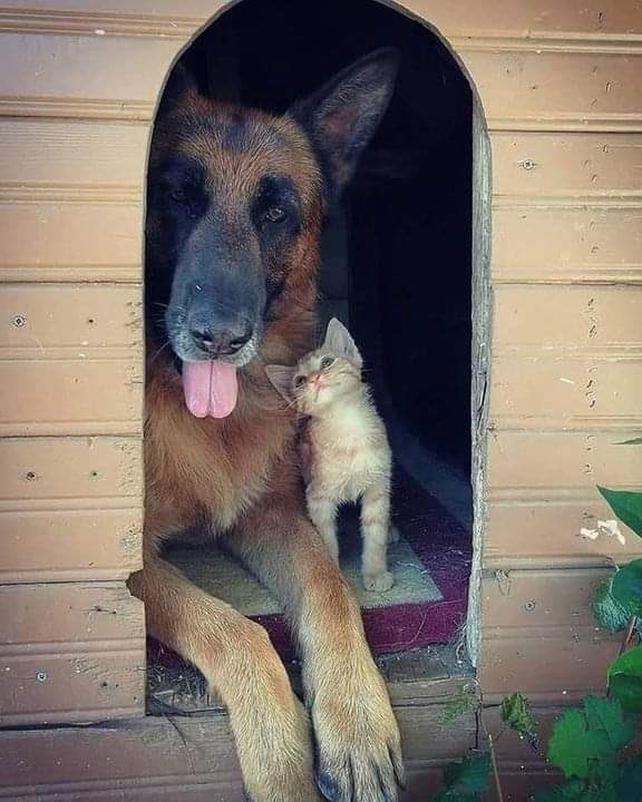 NecesitoUnPerro's tweet photo. La mirada del gatito!!😍😍😍 https://t.co/Q4ktoE4CYP