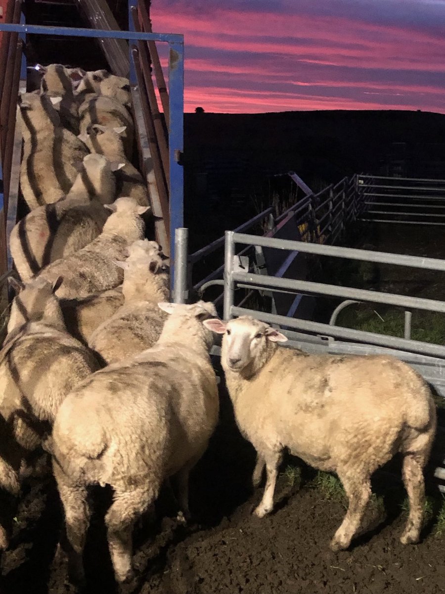 Tim Leeming tweet media