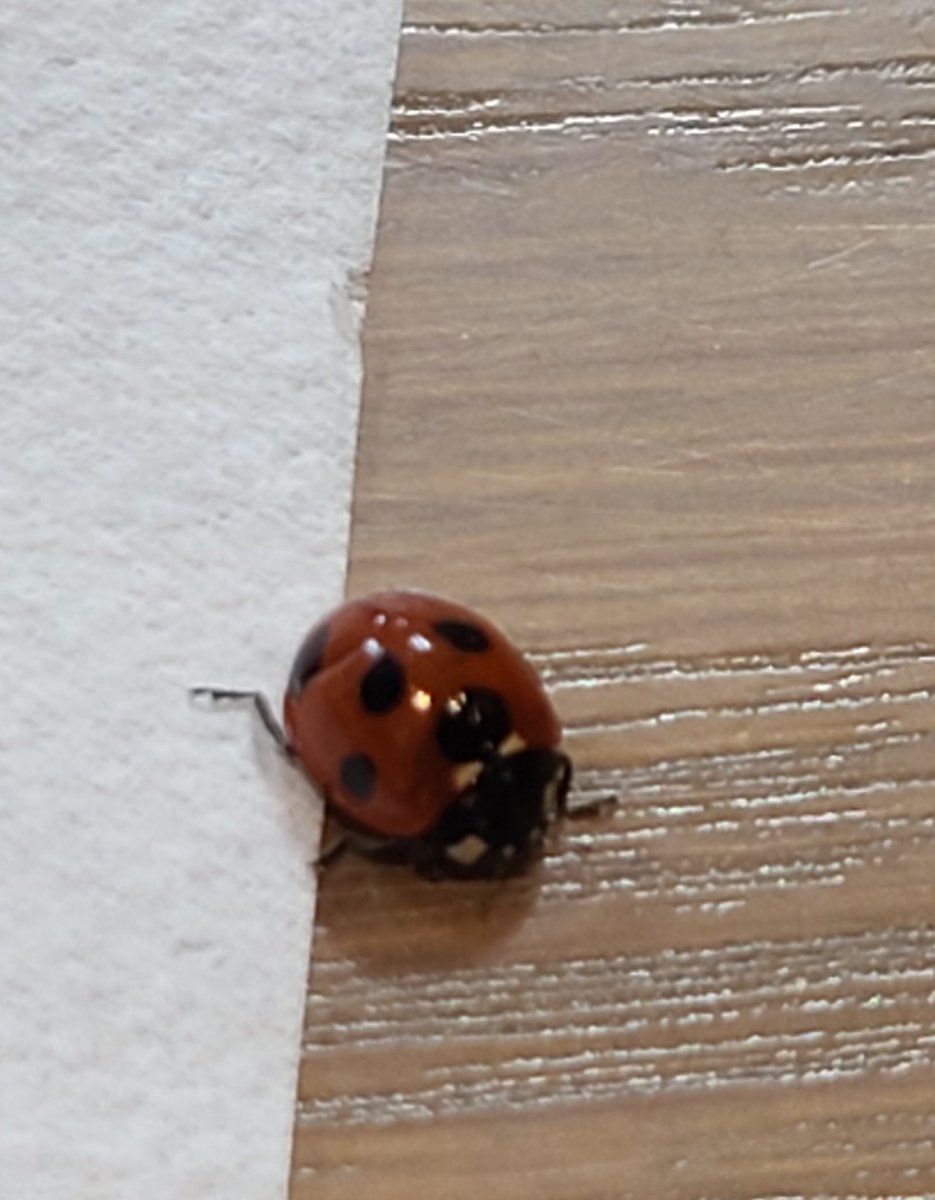 エミ カフェでお茶してたら てんとう虫が あいさつに来た ナナホシテントウ虫 久しぶりに見た 可愛い ナナホシテントウ エミ カフェでお茶してたら てんとう虫が あいさつに来た ナナホシテントウ虫 久しぶりに見た 可愛い ナナホシテントウ