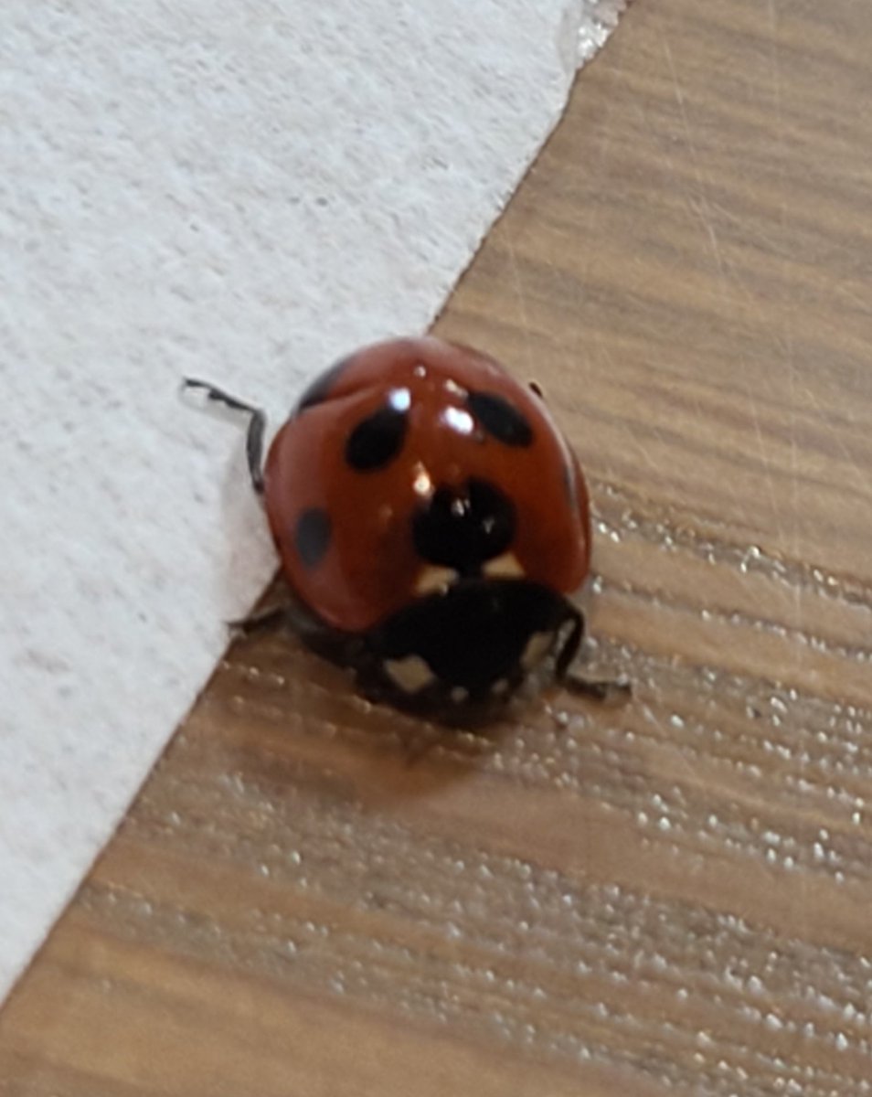 エミ カフェでお茶してたら てんとう虫が あいさつに来た ナナホシテントウ虫 久しぶりに見た 可愛い ナナホシテントウ エミ カフェでお茶してたら てんとう虫が あいさつに来た ナナホシテントウ虫 久しぶりに見た 可愛い ナナホシテントウ