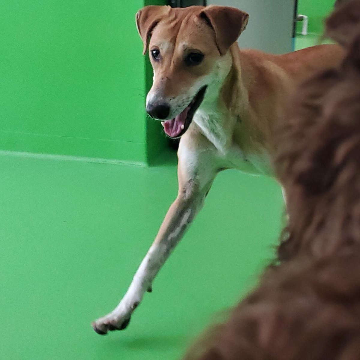 <a href="/NYPDPaws/">NYPDPaws</a> My dog Indie got loose from my dog walker today around 630pm on West End and 76th. She is skiddish with people so approach slowly.