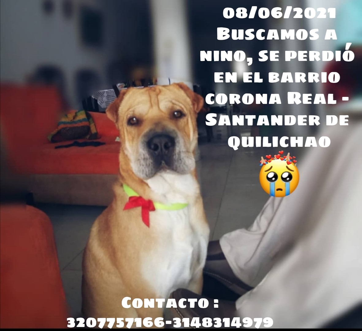 olberca's tweet image. Ayúdanos a encontrarlo 💔🥺