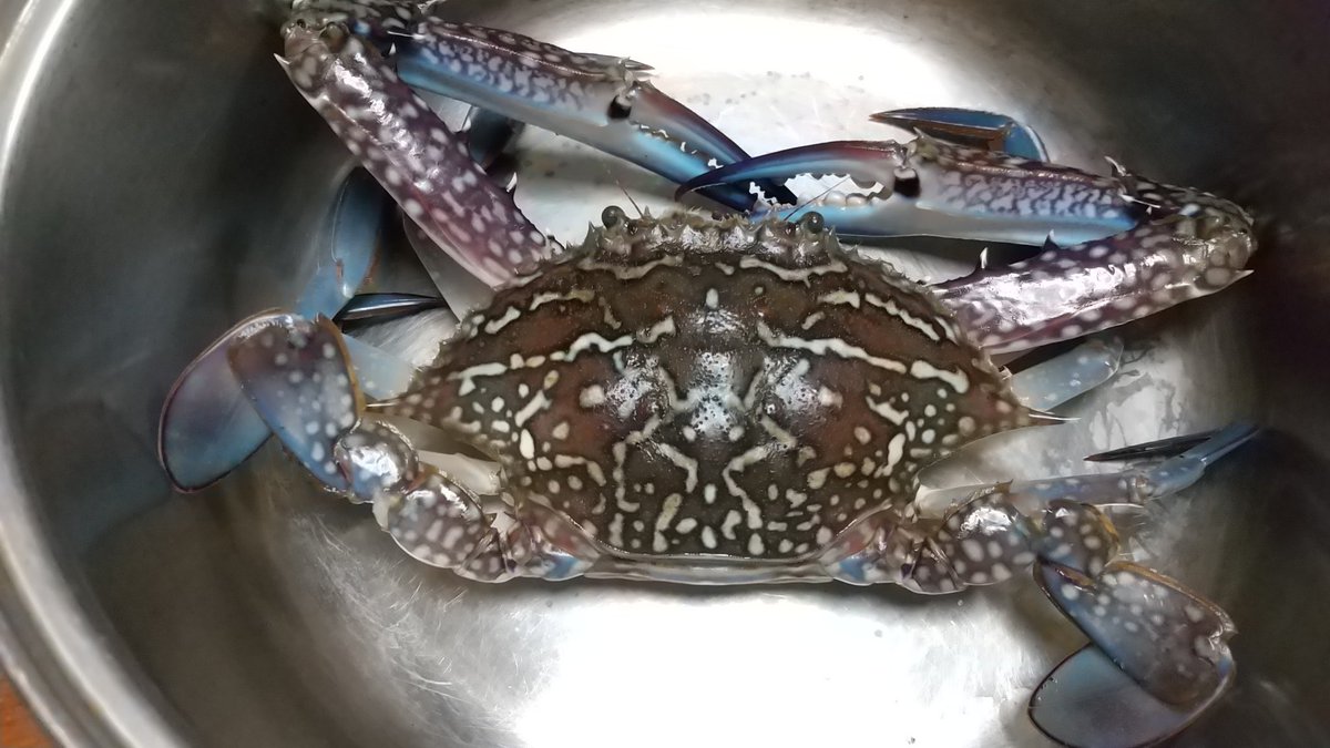 ダイソーロッド