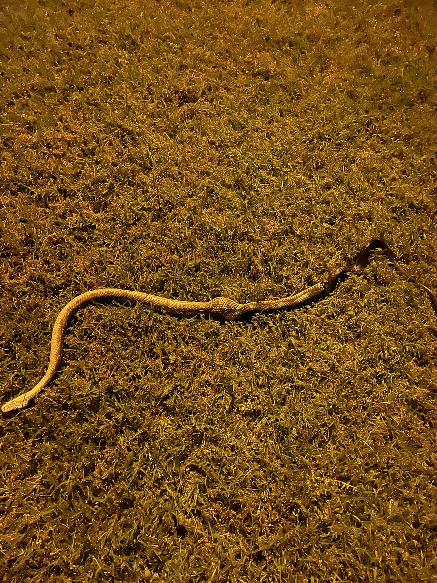 born_sooner's tweet photo. Got gone to a damn snake in my chicken coop. Got an egg but no chickens thankfully. #WhatKind https://t.co/GtJeDyZLDZ