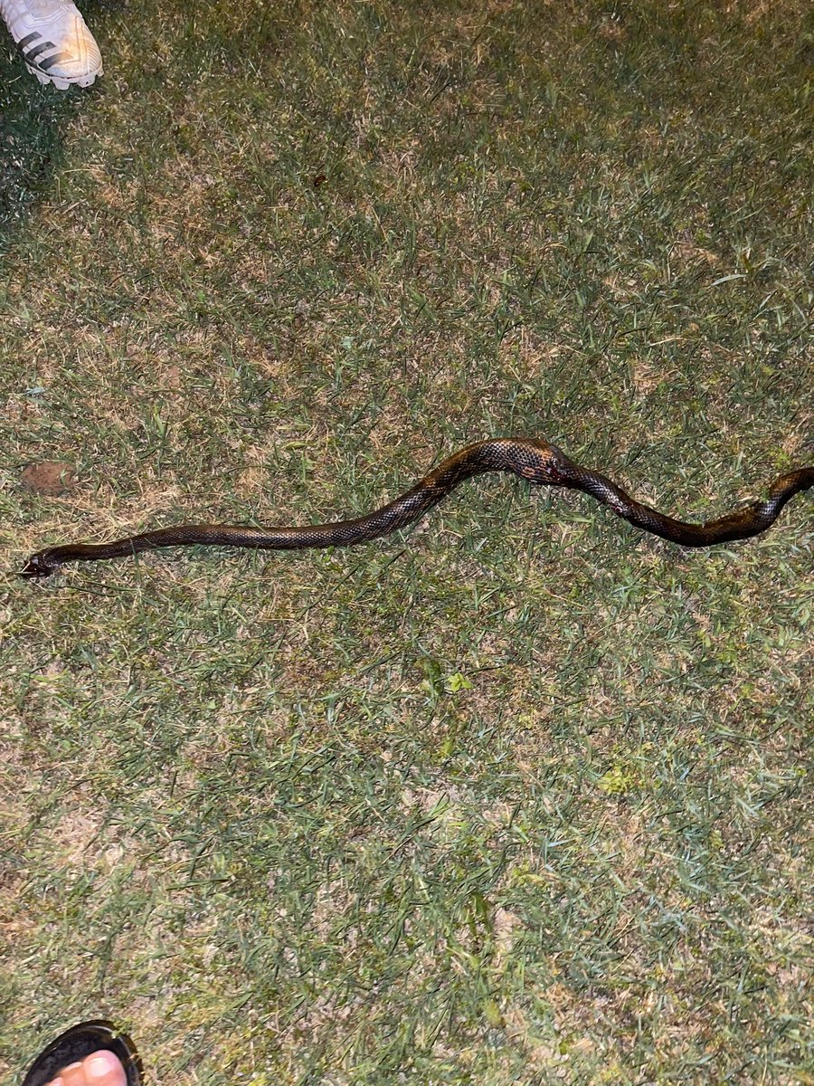 born_sooner's tweet photo. Got gone to a damn snake in my chicken coop. Got an egg but no chickens thankfully. #WhatKind https://t.co/GtJeDyZLDZ