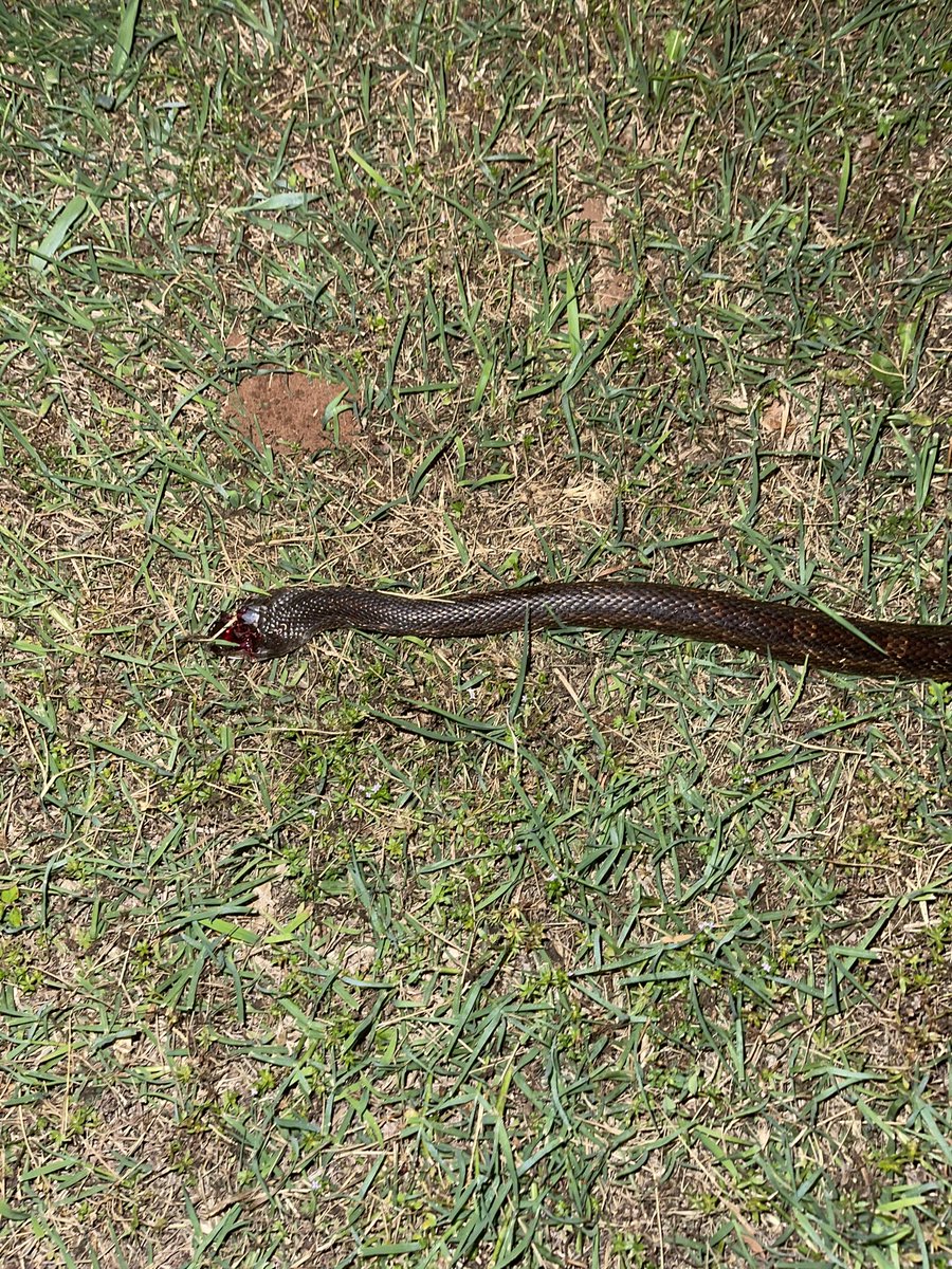 born_sooner's tweet photo. Got gone to a damn snake in my chicken coop. Got an egg but no chickens thankfully. #WhatKind https://t.co/GtJeDyZLDZ