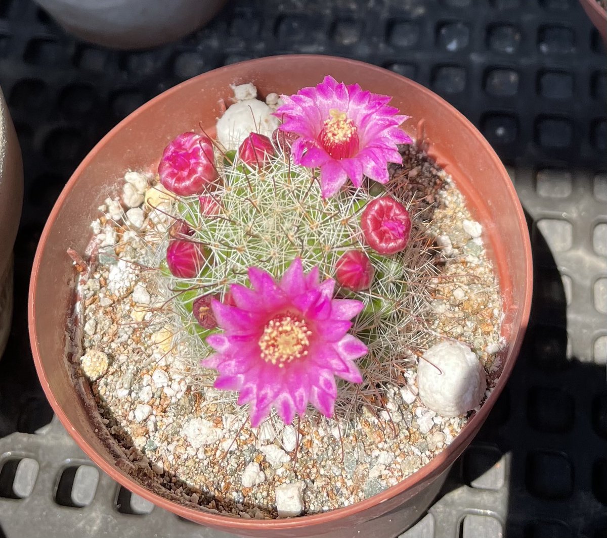 チャックder Sa 月影丸とマツダエの花が全開です Ikeaで子ゆび位のを買ったドリアンサボテンも初めて咲きました 癒されます サボテンの花 月影丸 マツダエ サボテン