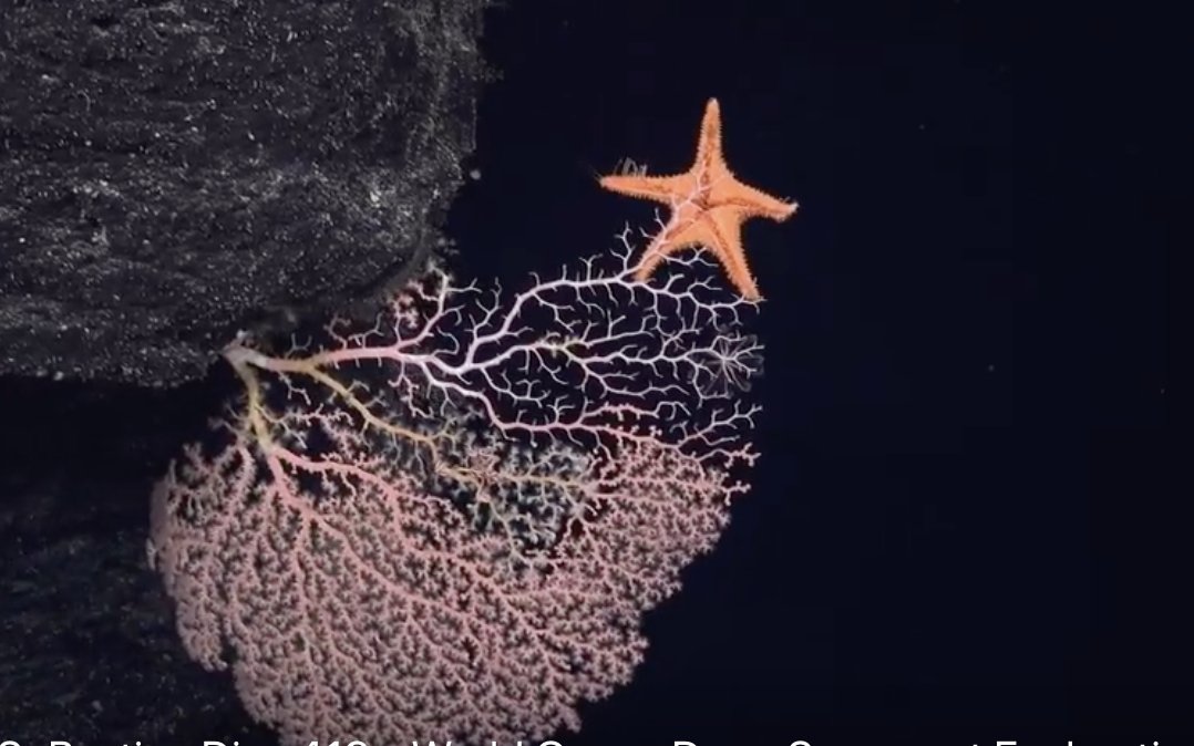 A major focus of the #PhoenixIslandsCoral expedition is Corallivory-- Animals that eat live coral. If you want an example of what that looks like, here it is!