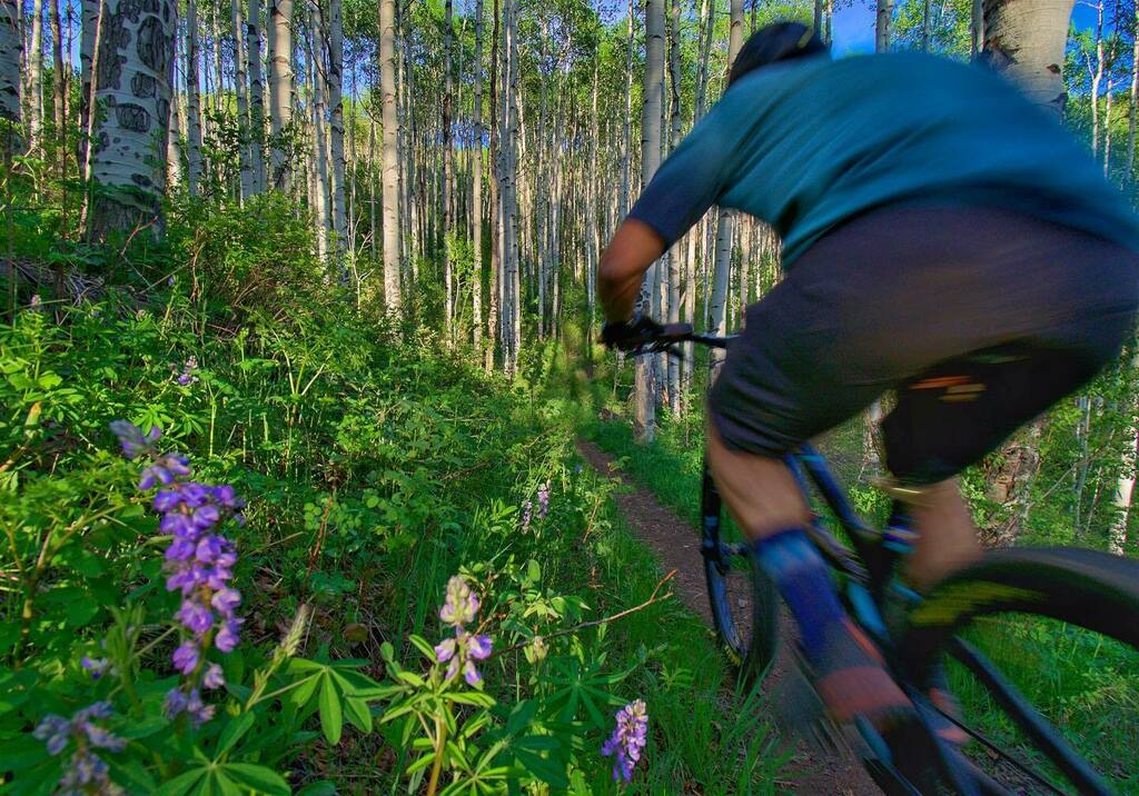 thepowdermonk's tweet photo. Not peak wildflower season yet, but the lupine have announced their arrival.
Aspen Glade #Trail.
Beaver Creek.
#Colorado.
.
.
.
#PEARLiZUMi #mtb #bikestyle #cycling #singletrack #optoutside #coloradogram #vaillive #ridefromhome #onelesscar #ridemoredomor… https://t.co/DngHOaiqLJ https://t.co/eSvLRg2iYl