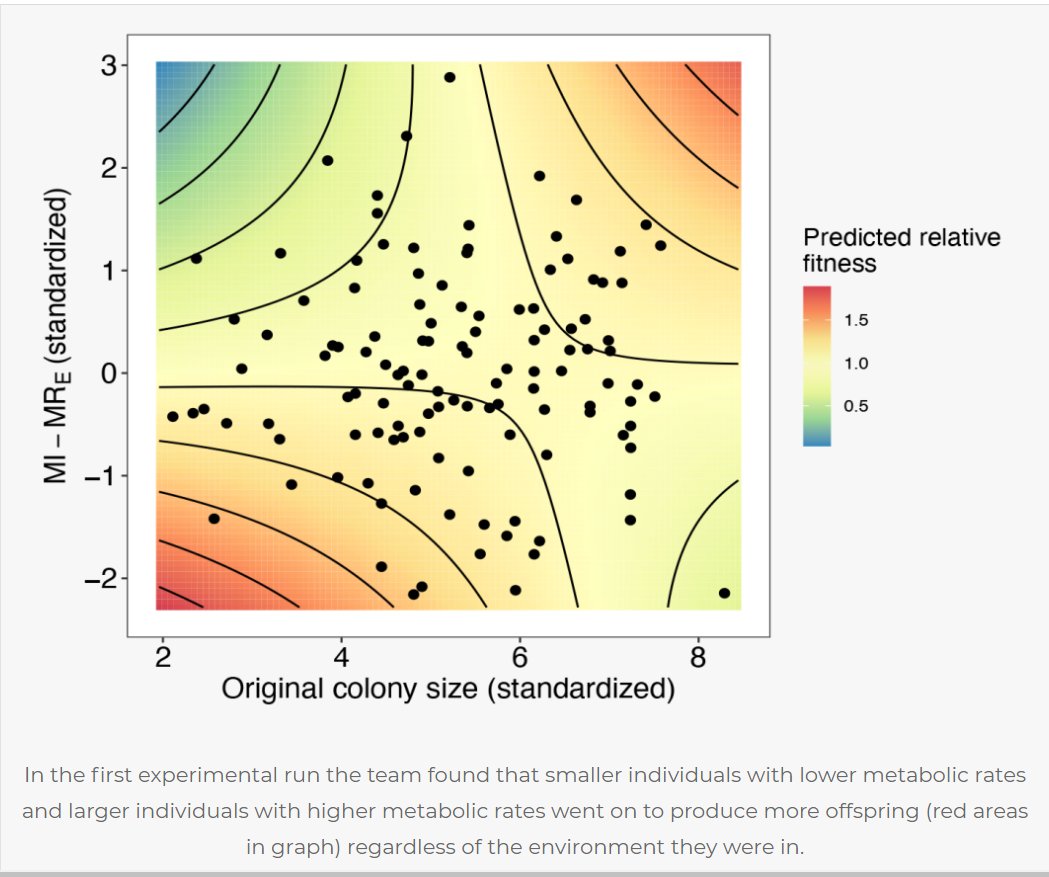 GeometricBiol's tweet image. A strong and consistent metabolic response to different environments  show that metabolic rate is plastic, but @LSchuster26 @djm_MEEG and @Craig_R_White show that such plasticity is not always adaptive. cgb.org.au/2021/06/08/pla… #MonashEvolution