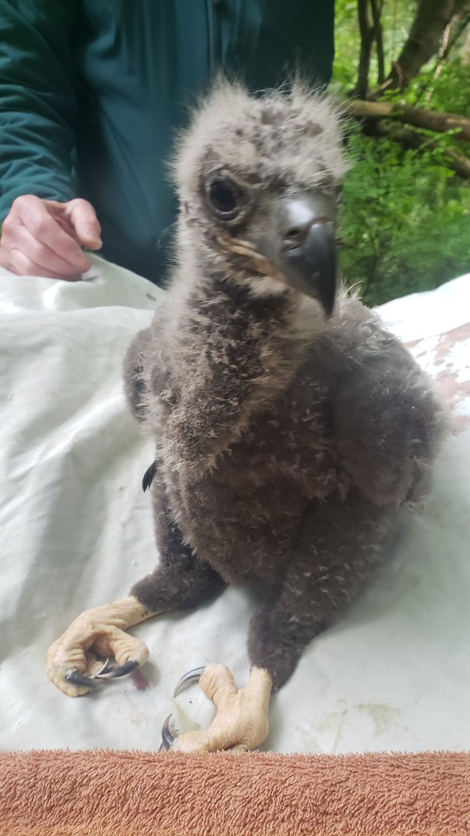 CanuckBiologist's tweet photo. @janetngbio https://t.co/gst6yuAkpZ