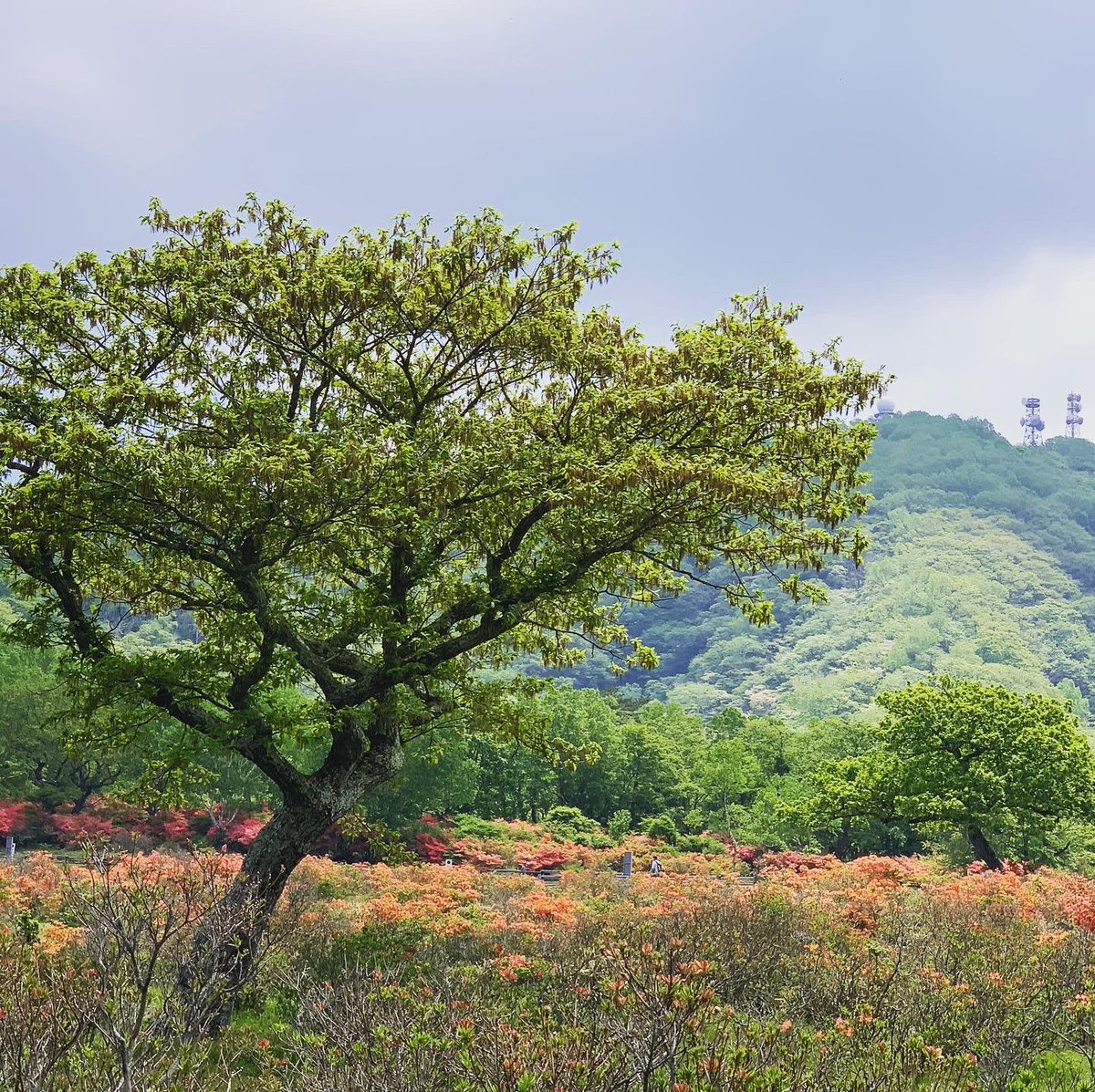 ট ইট র れいわイチゴ園 れいわイチゴ園から 赤城山白樺牧場秘密の絶景ツアー 参加してきました 普段は入れない場所 とっても満足 6月13日までの期間限定 是非お越しくださいね これなーに これなーに 知らない事だらけ笑笑 赤城山 赤城 ট ইট র れいわイチゴ園 れいわイチゴ園から 赤城山白樺牧場秘密の絶景ツアー 参加してきました 普段は入れない場所 とっても満足 6月13日までの期間限定 是非お越しくださいね これなーに これなーに 知らない事だらけ笑笑 赤城山 赤城