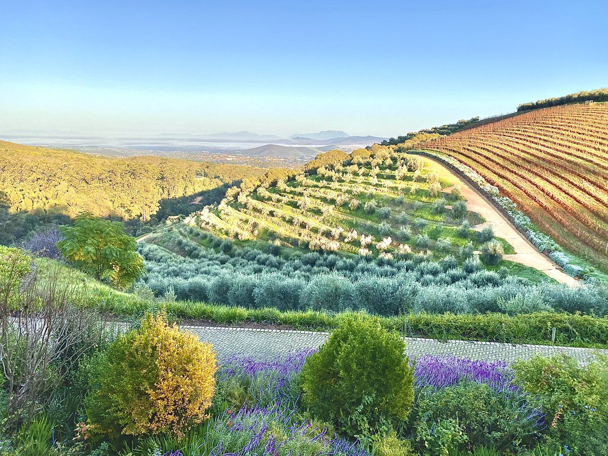 An ethereal mist rolling over parts of the #StellenboschWinelands this morning.