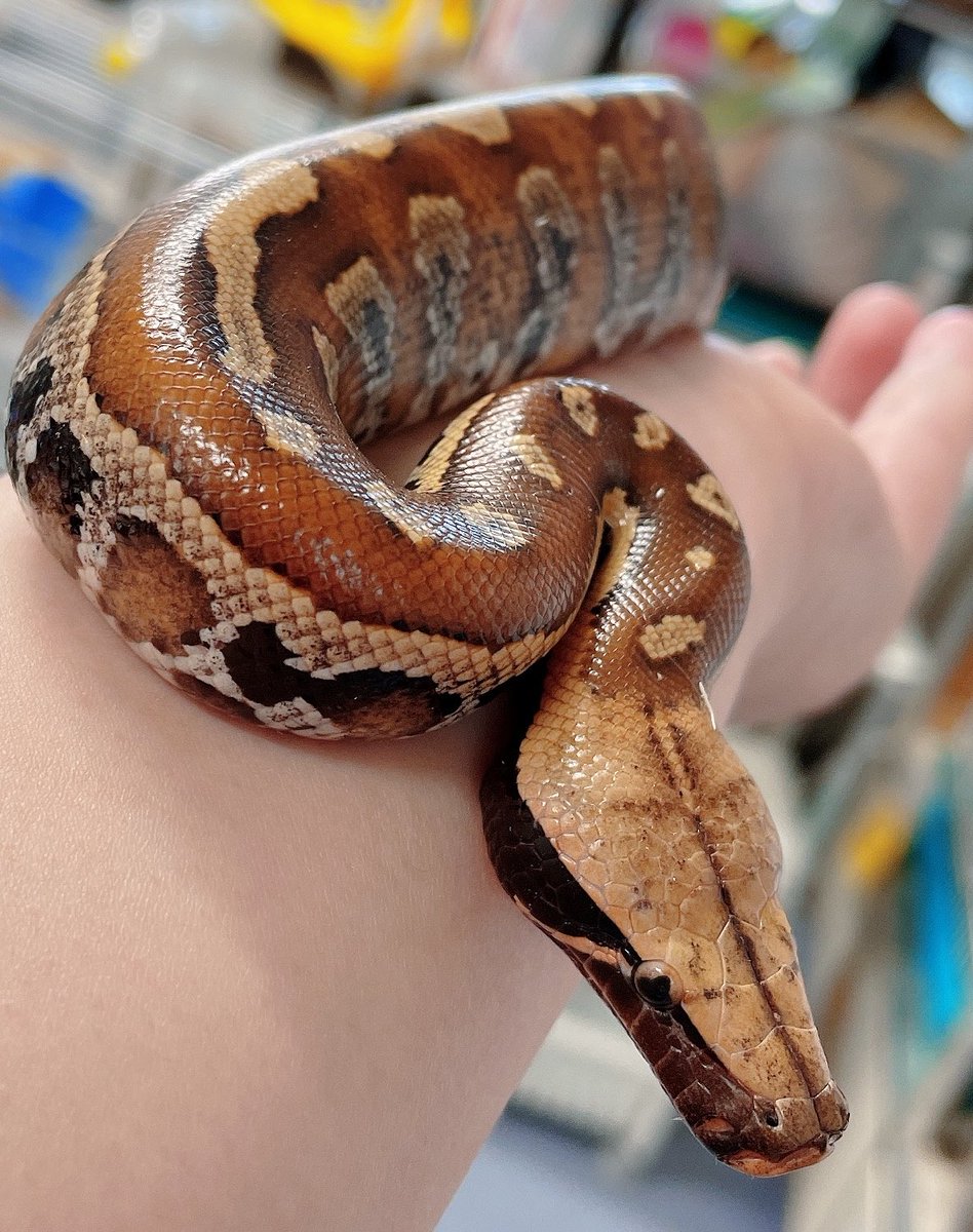 アミーゴ高屋店 Mzmqcn9peqmkusg Twitter