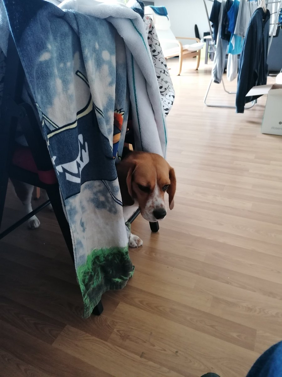 chiiscake's tweet image. Rainy day refusal to go back outside.