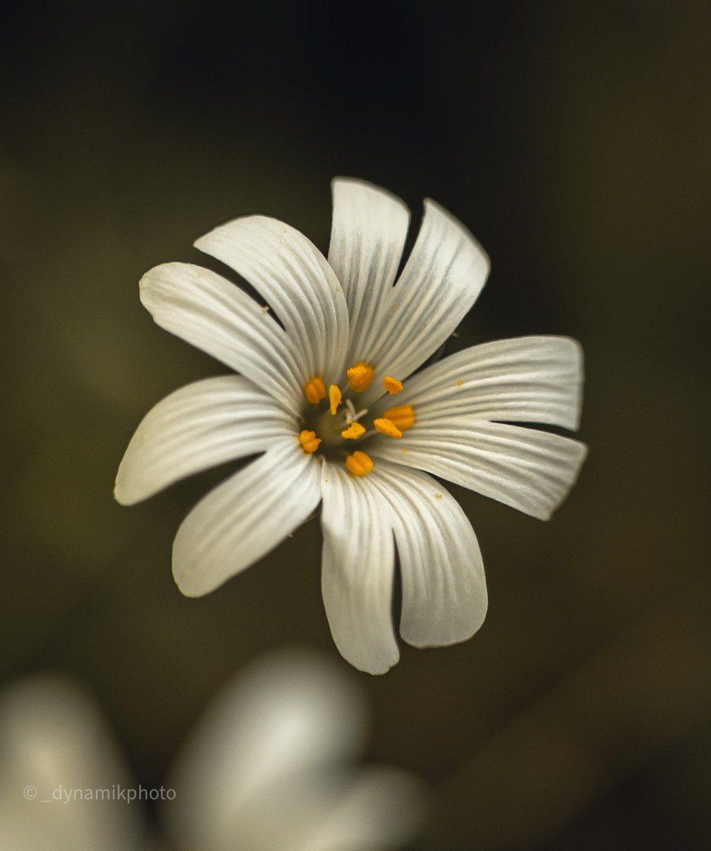 dynamikphoto's tweet photo. Some #floral photography to start that day 🙏🏼 
#flowerphotography #macrophotography #flowers #naturephotography #sigma #flowerart https://t.co/EUmEjDJjwh