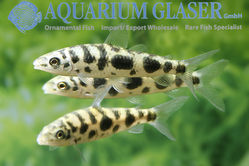 aquariumglaser's tweet photo. #Leporinus #ortomaculatus
find more details and pics @ https://t.co/kgExUnuDLM https://t.co/DciMWDDgki
