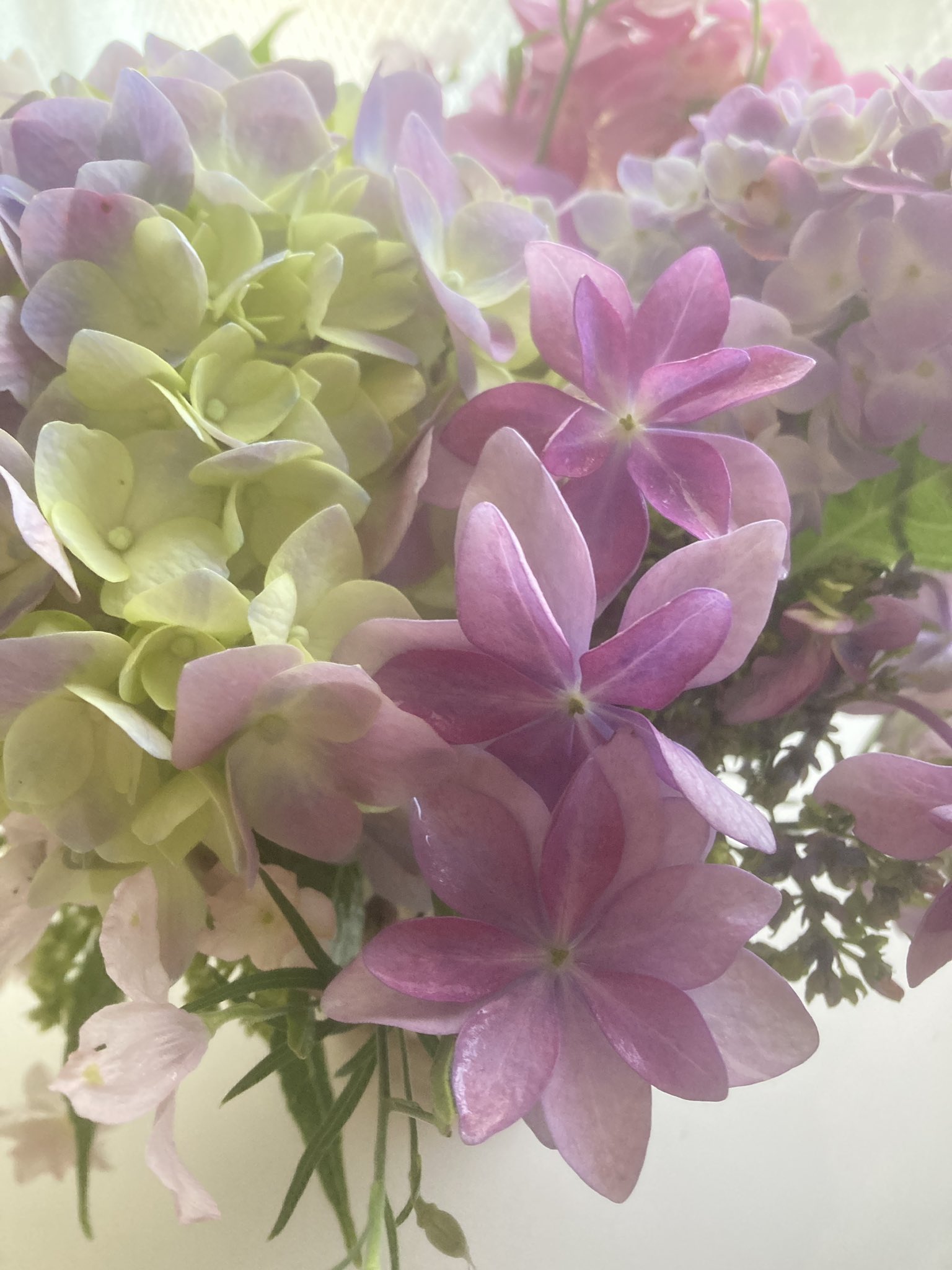 Sakizo 精霊大陸と刻印の魔女 実業之日本社より発売中 今日の花 欲しかった芍薬はもう終わってしまったみたいで紫陽花を沢山買った 色も品種もちがうので欲張って買ってしまった 花合わせはピンクのデルフィニウム T Co G6mlinpmyc