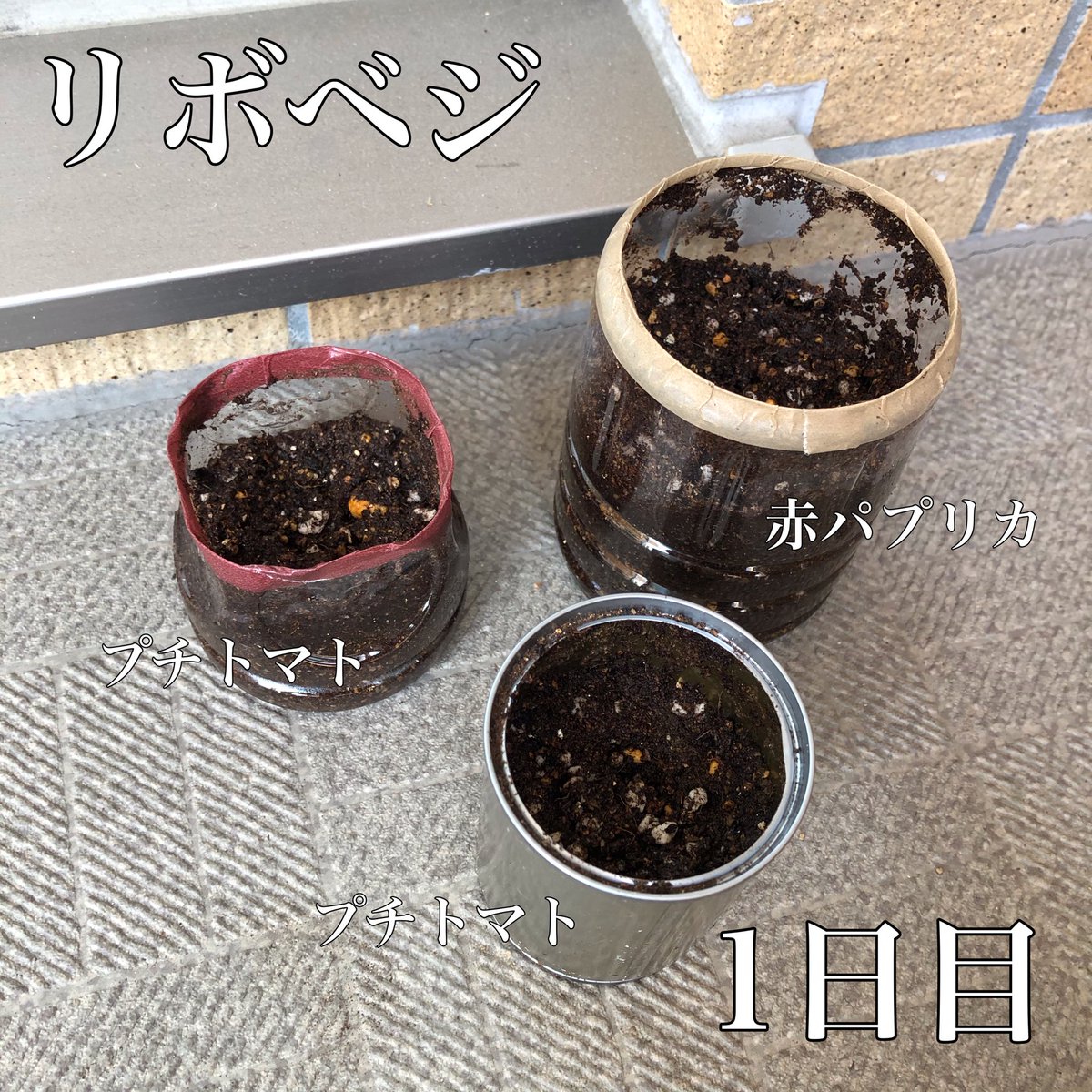 かすみ 家庭菜園ライフ A Twitter 昨日食べたプチトマトとパプリカの種をそっと植えてみた 発芽するかな パプリカは難しいみたいだから無理かな プチトマトは頑張ってほしい 発芽したらプランター買いに行くね リボベジ スーパーで買ったプチトマト かすみ 家庭菜園ライフ A Twitter 昨日食べたプチトマトとパプリカの種をそっと植えてみた 発芽するかな パプリカは難しいみたいだから無理かな プチトマトは頑張ってほしい 発芽したらプランター買いに行くね リボベジ スーパーで買ったプチトマト