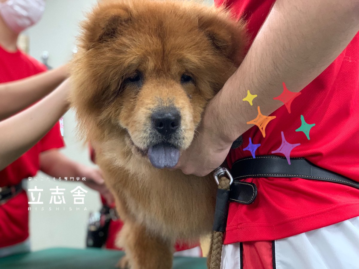 日本動物21 Auf Twitter 学校に遊びに来てくれたチャウチャウちゃんとゴールデンレトリバーちゃんを紹介します 今回はシャンプーしました チャウチャウちゃんの舌は青い ことから青舌犬と呼ばれてます 写真のチャウチャウちゃんの舌も青いですね 立志舎 専門学校