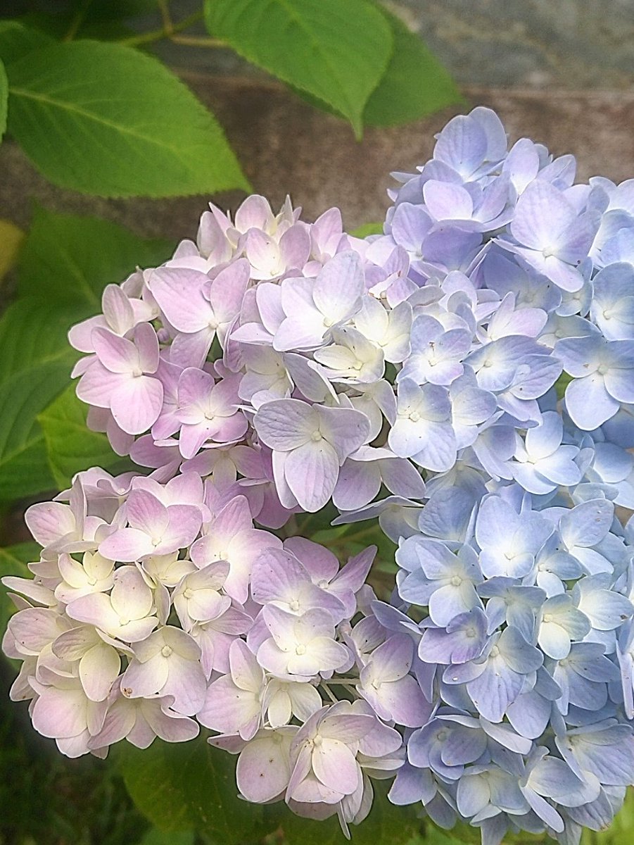 mi4rinrin's tweet photo. ･*:.｡ ｡.:*･ﾟ✽.｡.
淡い色܀˚*𓂃 𓈒𓏸♡̆̈ https://t.co/2XmmoKXXf2