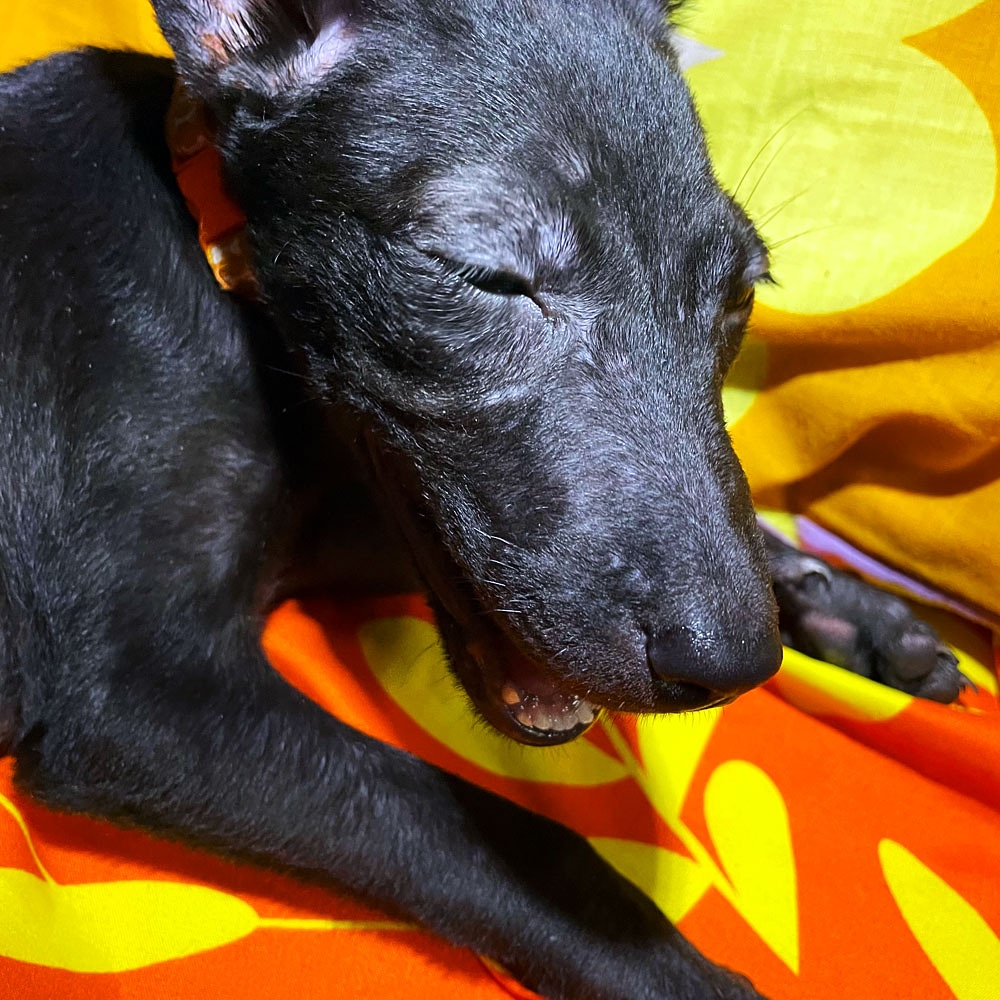 Yankumi19's tweet photo. .Yawning Kuro~chan.
🐶🐶🐶
#yawningkurochan #kurochandoggo #doggo #dog #doggie #doggy #kurochan #dogphoto #doggophoto #dogpost #doggopost #dogphotoshoot #doggophotoshoot #dogphotography #doggophotography #dogstagram #doggosofinstagram #dogsofinstagram #lol #loldog #loldoggo https://t.co/4L6aBZ2hHM