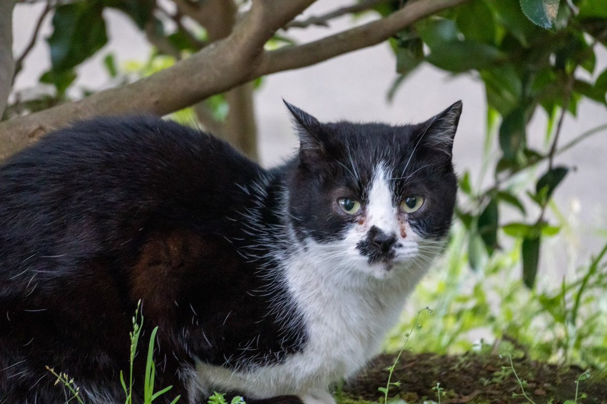 ひなそらa V Twitter 猫おった このあたりからスマホのlightroomアプリでraw現像お試し Selg 1 50 F6 3 Iso6400