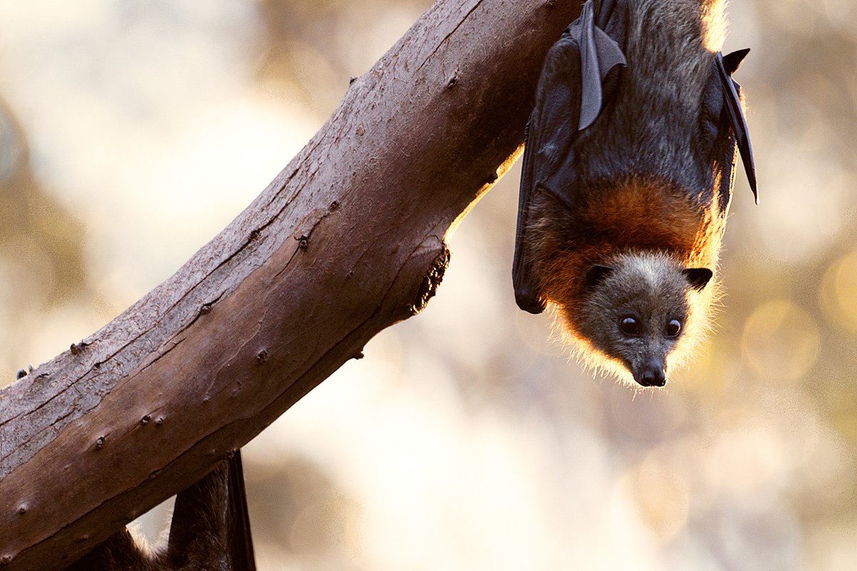 Ecological Society of Australia tweet media