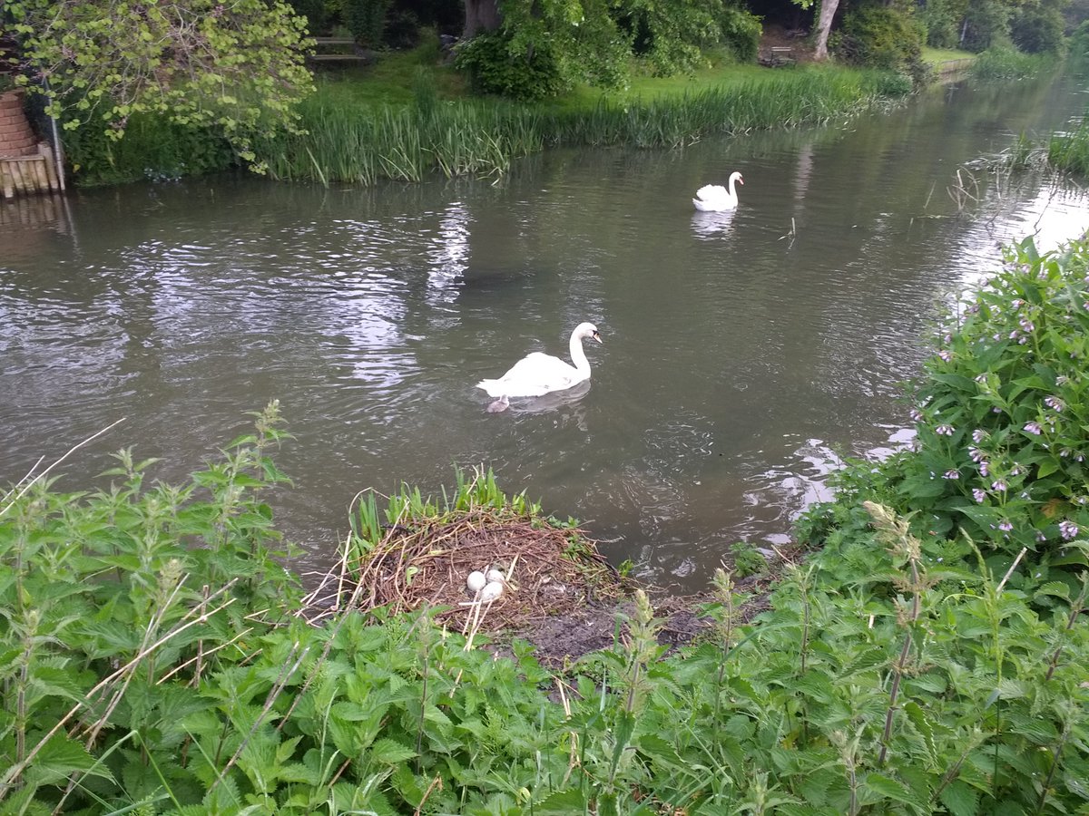 A postscript to today's unresolved <a href="/GdnCountryDiary/">Country diary</a> In the foreground, the eggs of a failed clutch. In the water, mum, dad and newly-hatched cygnet, the single successful result of the female's second nesting attempt. O happy day!