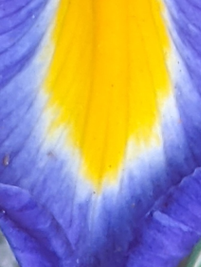 SoilVoices's tweet photo. #soilmagic - bringing #colour to a #garden near you 💚 🌷🌻🌺💐 #soil #soilvoices #soilstories #flowers #beauty https://t.co/oQplTCmi23