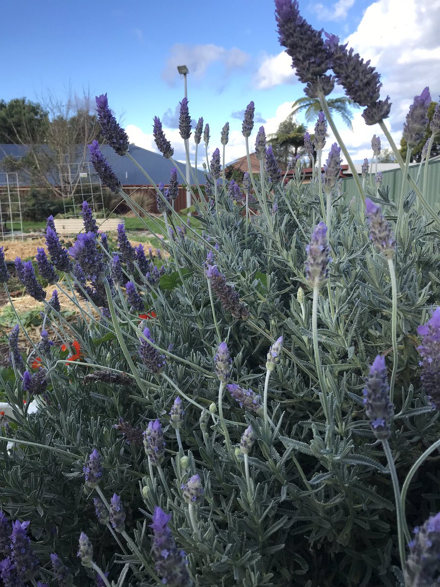 Our garden <a href="/MountOusley/">Mount Ousley Public School</a> is the place to be at lunchtime. #outdoorlearning #healthylife #belonging