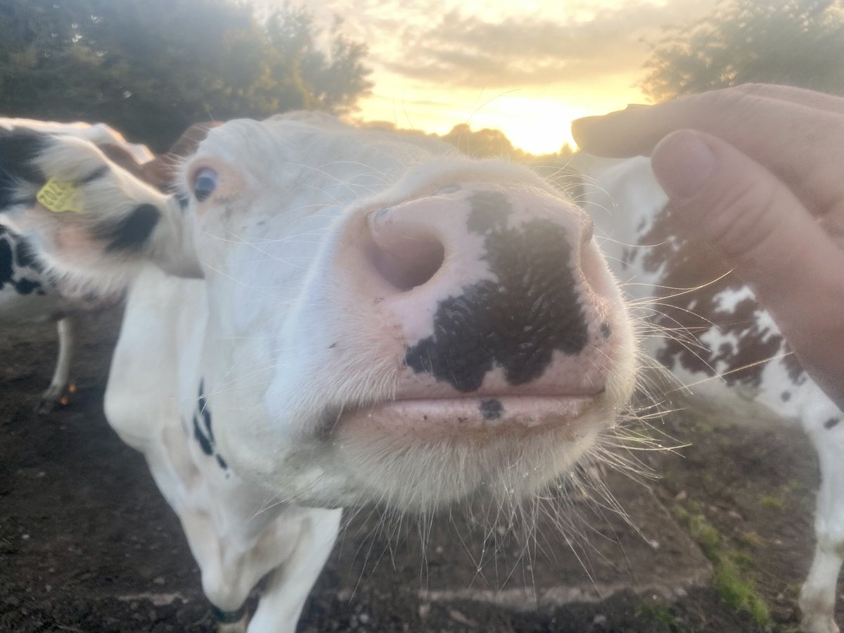 AbiReader's tweet photo. Moooorning Fudge π
Best time of the day to be a dairy farmer ππΌπ₯π
#sunrise #milkingtime #cowtime https://t.co/a02f3G1dG6